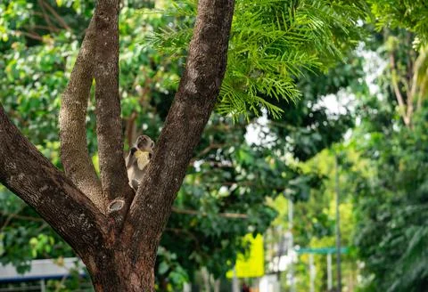 Long tailed macaque monkey eating plastic bag in a park in Punggol, Singapore Stock Photos