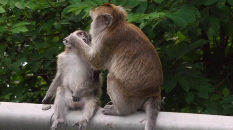 Long-tailed Macaque Monkey Grooming Fur 4k Wildlife Nature Cute Animals Together Stock Footage