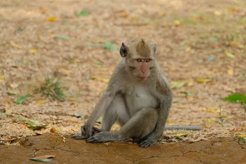 Long-tailed macaque monkey in its natural habitat Photos