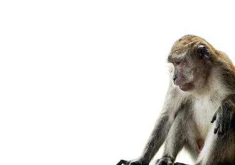 Long-Tailed Macaque Monkey (Long-Tailed Macaque) isolated on white at edge... Stock Photos