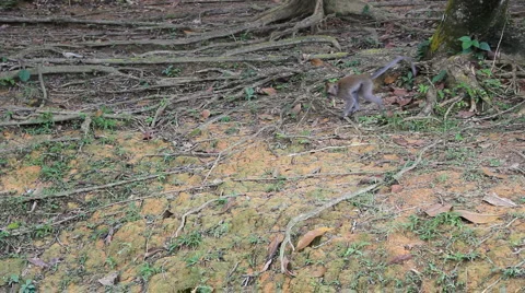 Long Tailed Macaque Monkey in Malaysia, Asia Video stock 1395213