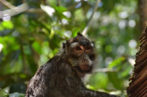Long-Tailed Macaque Monkey in the Philipines Stock Photos