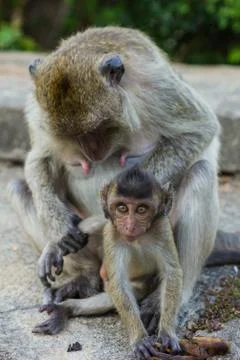 Long tailed macaque monkey Stock Photos