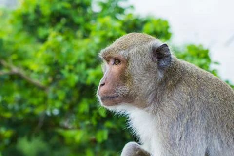 Long tailed macaque monkey Stock Photos
