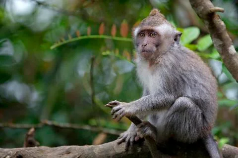 Long-tailed Macaque Monkey Stock Photos