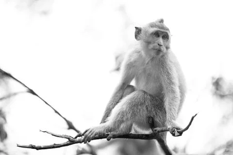 Long-tailed Macaque Monkey Stock Photos