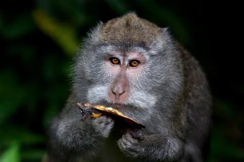 Long-tailed Macaque Monkey Stock Photos