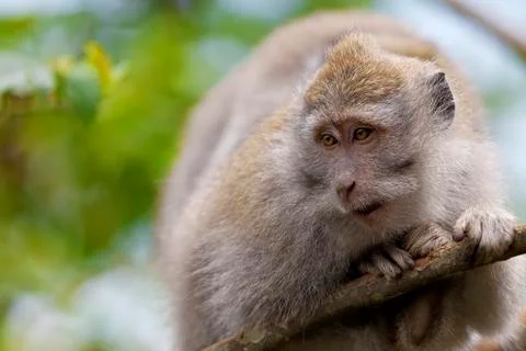 Long-tailed Macaque Monkey Stock Photos