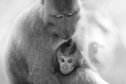 Long-tailed Macaque Monkey Stock Photos