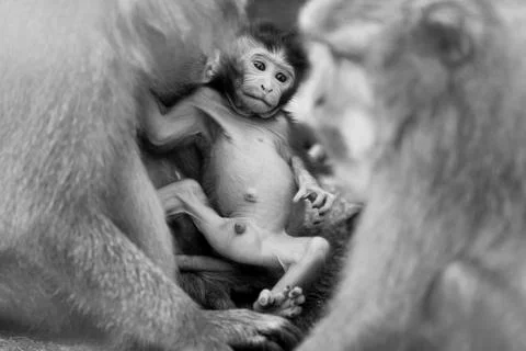 Long-tailed Macaque Monkey Stock Photos