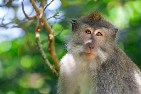 Long-tailed Macaque Monkey Stock Photos