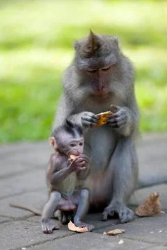 Long-tailed Macaque Monkey Stock Photos