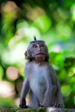 Long-tailed Macaque Monkey Stock Photos