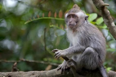 Long-tailed Macaque Monkey Stock Photos