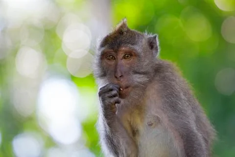 Long-tailed Macaque Monkey Stock Photos