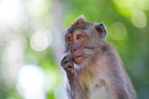 Long-tailed Macaque Monkey Stock Photos