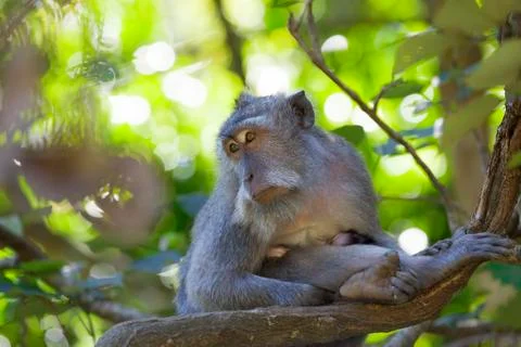 Long-tailed Macaque Monkey Stock Photos