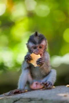 Long-tailed Macaque Monkey Stock Photos