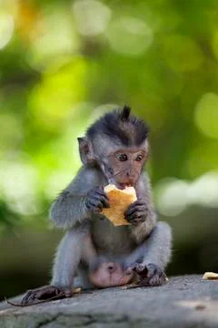 Long-tailed Macaque Monkey Stock Photos