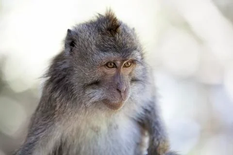 Long-tailed Macaque Monkey Stock Photos