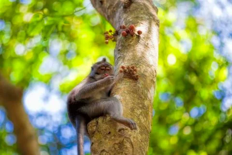 Long-tailed Macaque Monkey Stock Photos