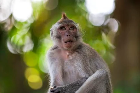 Long-tailed Macaque Monkey Stock Photos