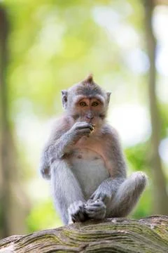 Long-tailed Macaque Monkey Stock Photos