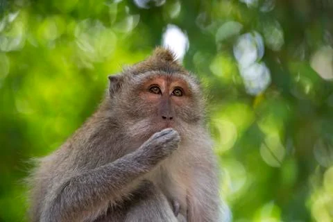 Long-tailed Macaque Monkey Stock Photos