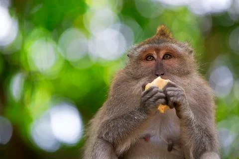 Long-tailed Macaque Monkey Stock Photos