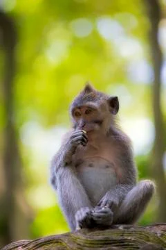 Long-tailed Macaque Monkey Stock Photos