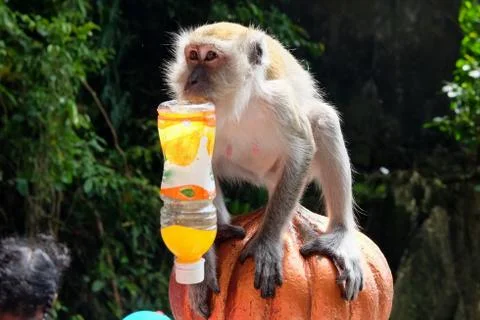 Long-tailed macaque monkey with a plastic bottle Stock Photos
