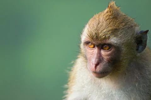 Long tailed macaque monkey portrait - The crab-eating macaque (Macaca fascicu Stock Photos