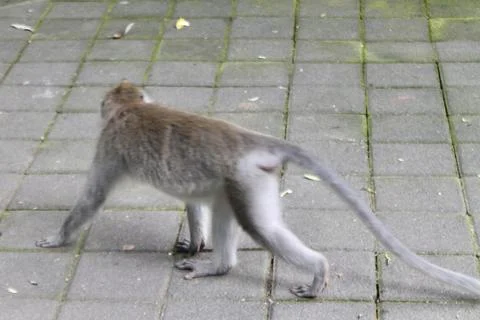 Long Tailed Macaque Monkey in Sacred Monkey Forest Ubud Bali Indonesia Stock Photos