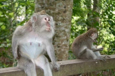 Long Tailed Macaque Monkey in Sacred Monkey Forest Ubud Bali Indonesia Stock Photos