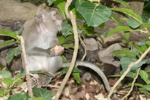 Long Tailed Macaque Monkey in Sacred Monkey Forest Ubud Bali Indonesia Stock Photos