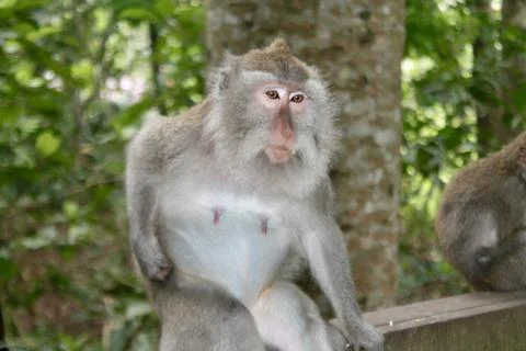 Long Tailed Macaque Monkey in Sacred Monkey Forest Ubud Bali Indonesia Stock Photos