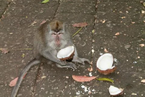 Long Tailed Macaque Monkey in Sacred Monkey Forest Ubud Bali Indonesia Stock Photos
