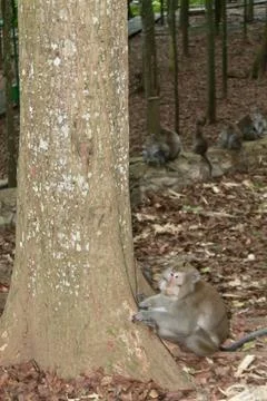 Long Tailed Macaque Monkey in Sacred Monkey Forest Ubud Bali Indonesia Stock Photos