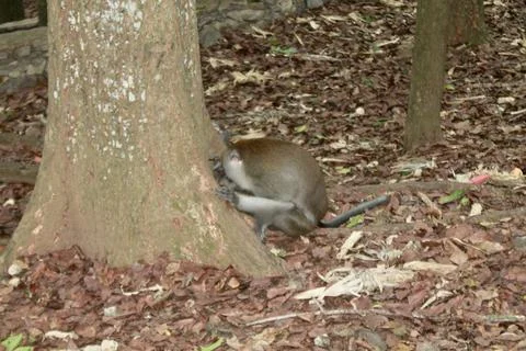 Long Tailed Macaque Monkey in Sacred Monkey Forest Ubud Bali Indonesia Stock Photos
