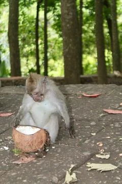 Long Tailed Macaque Monkey in Sacred Monkey Forest Ubud Bali Indonesia Stock Photos