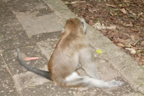 Long Tailed Macaque Monkey in Sacred Monkey Forest Ubud Bali Indonesia Stock Photos