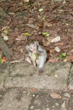 Long Tailed Macaque Monkey in Sacred Monkey Forest Ubud Bali Indonesia Stock Photos