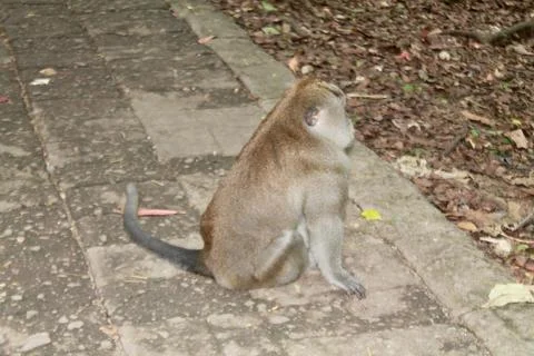 Long Tailed Macaque Monkey in Sacred Monkey Forest Ubud Bali Indonesia Stock Photos