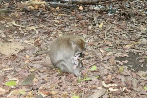 Long Tailed Macaque Monkey in Sacred Monkey Forest Ubud Bali Indonesia Stock Photos