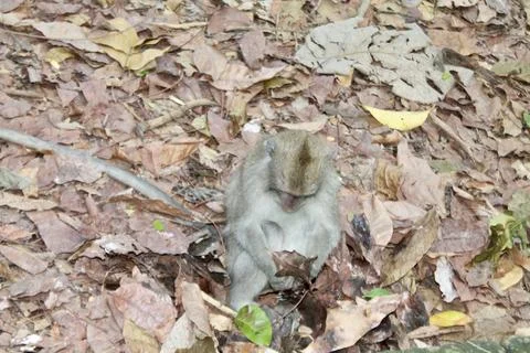 Long Tailed Macaque Monkey in Sacred Monkey Forest Ubud Bali Indonesia Фото