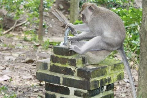 Long Tailed Macaque Monkey in Sacred Monkey Forest Ubud Bali Indonesia Stock Photos