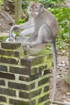 Long Tailed Macaque Monkey in Sacred Monkey Forest Ubud Bali Indonesia Stock Photos