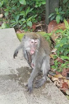 Long Tailed Macaque Monkey in Sacred Monkey Forest Ubud Bali Indonesia Stock Photos