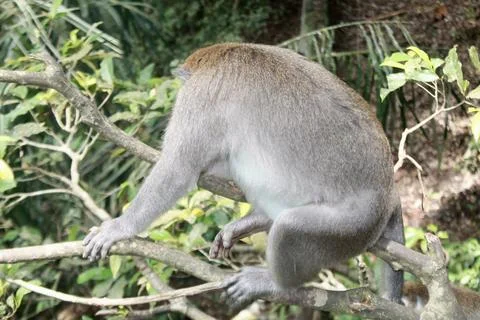 Long Tailed Macaque Monkey in Sacred Monkey Forest Ubud Bali Indonesia Stock Photos