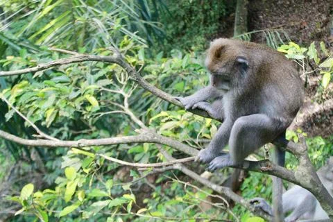 Long Tailed Macaque Monkey in Sacred Monkey Forest Ubud Bali Indonesia Stock Photos